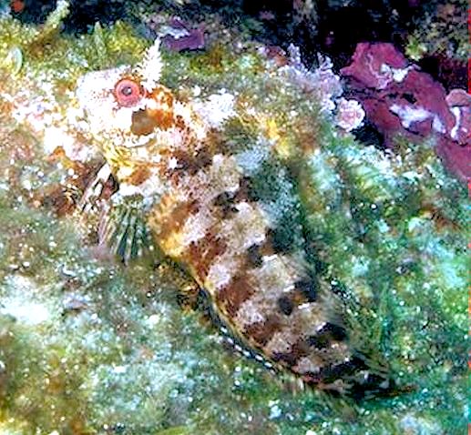 Parablennius gattorugine_0069